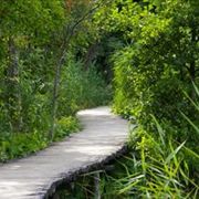 Beam Bridge - The Footbridge